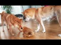 Shiba Inu Dad doin me bamboozle!