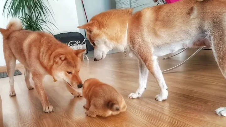 Shiba Inu Dad doin me bamboozle! - DayDayNews