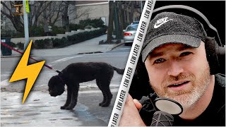 Mysterious Case Of Dogs Randomly Experiencing Electrocution