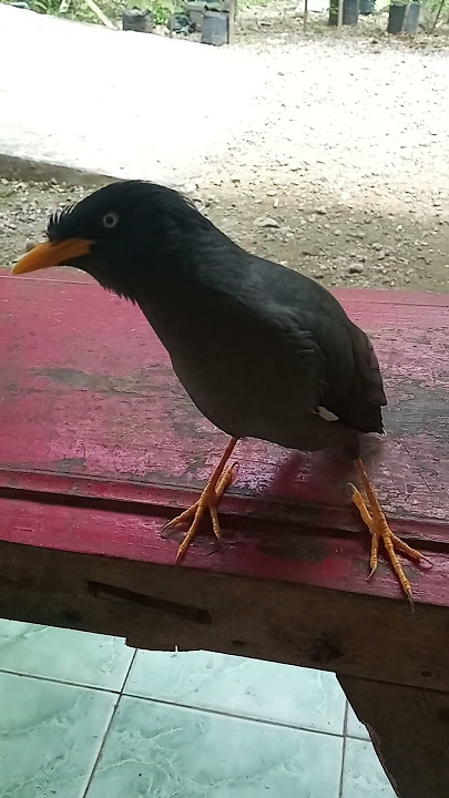 jalak kebo ngomong jelas banget   gacor full isian.