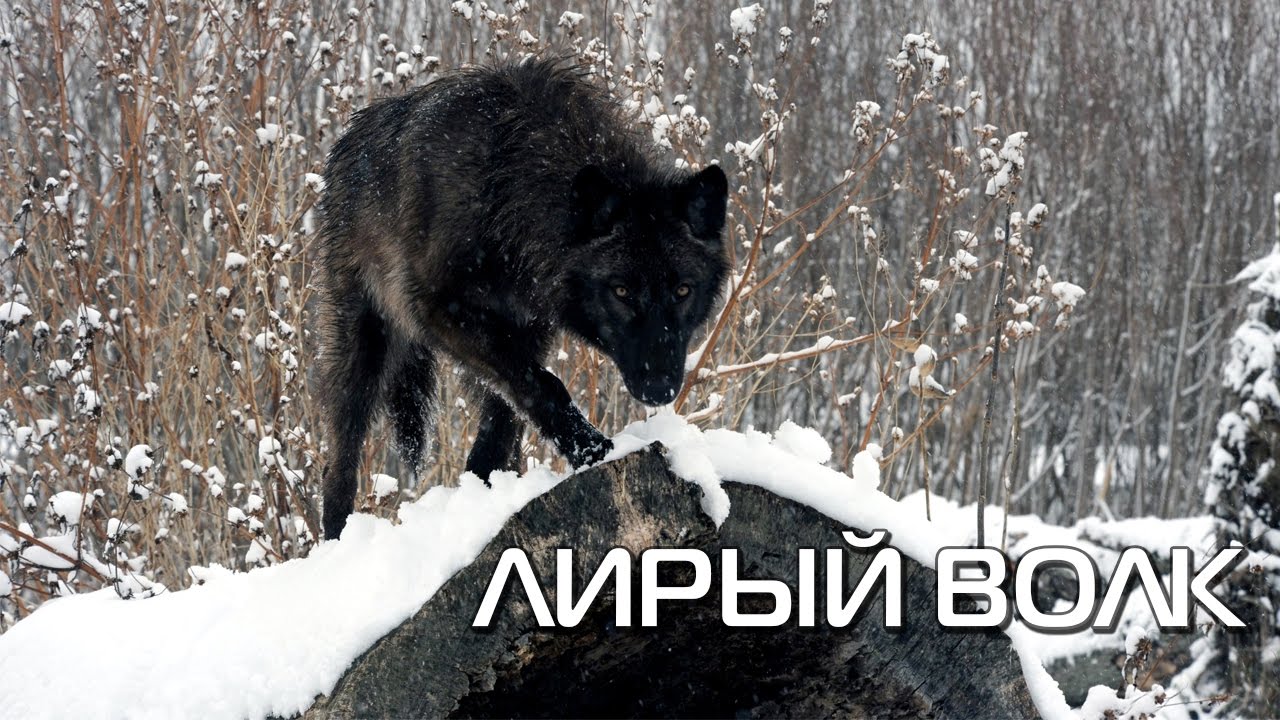 Лирый Волк. Описание вида, фото