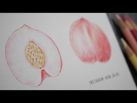 색연필로 그려보는 복숭아
