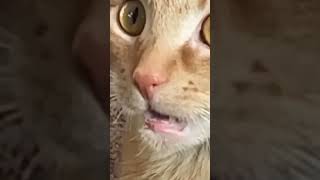 Purrs And Pranks #147 #Funny #Purr #Pets