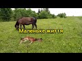 Маленьке життя