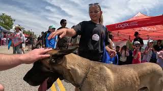 Great Dane Oliver at the Simi Valley Spring Street Fair 2026 (5 of 8)