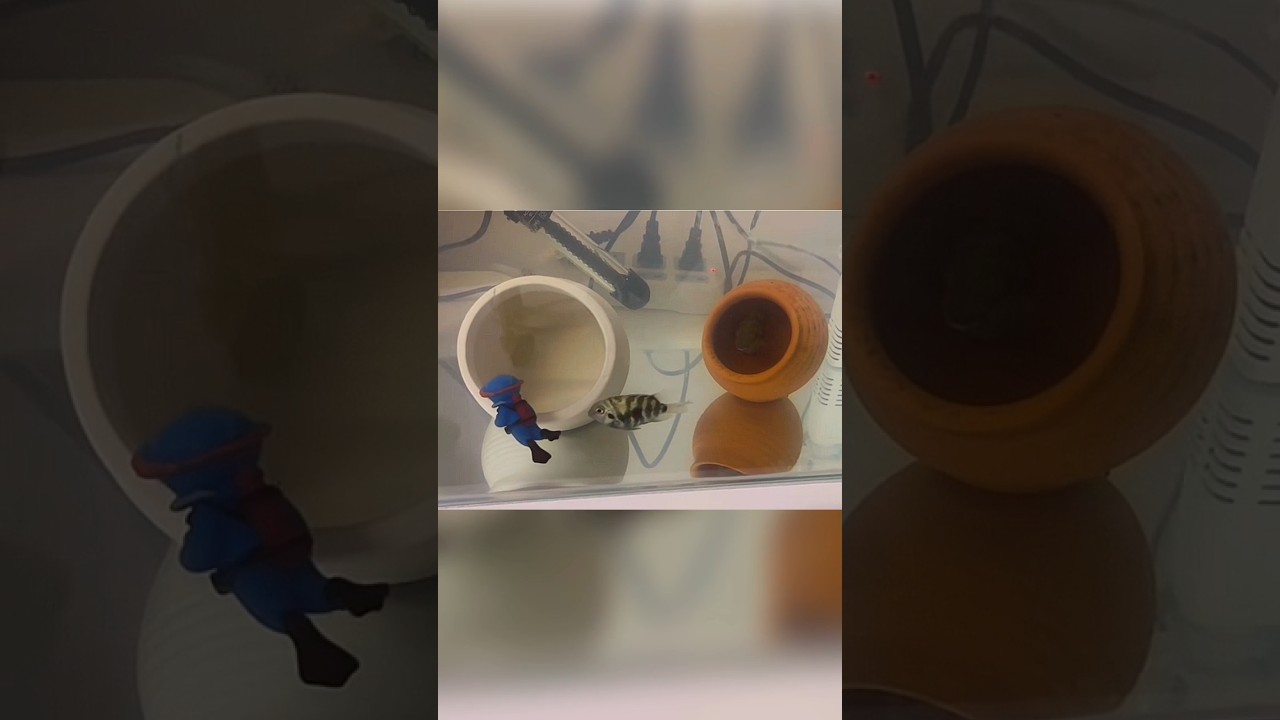 Рыбка прогоняет водолаза 😄🐟 