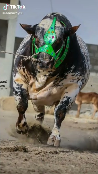 Beautiful cow  tik tok 2020 Mashallah se 1M view Asi Tara amare channel ko subscribe kare
