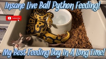 Insane Live Ball Python Feeding!! || One Of My Best Feed Days In A Long Time!