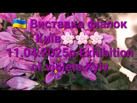 🇺🇦 Виставка фіалок