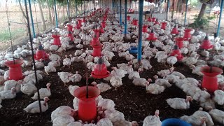 morning feeding time#broilerfarming#chicken #skm#broiler_poultry_farm #கறி #கோழிப்பண்ணை#கோழி#chicken