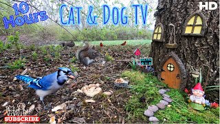 🐈🐩📺| 10-Hour Dog & Cat TV  | Squirrels & Blue Jays, Cardinals and more | Gnome Fairy House 🧚‍♀️🏠 by Four Paws TV 29,093 views 1 year ago 10 hours