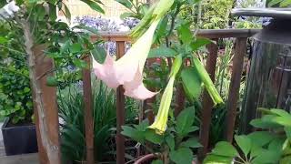 Brugmansia / Datura / Angel's trumpet coming back into flower