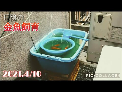 日陰の金魚飼育》【和金の水換えです】【タライ】 - YouTube