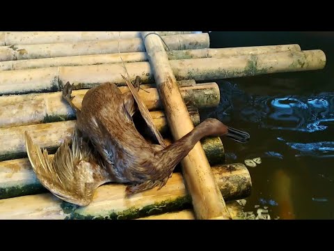 Resiko ternak bebek di atas kolam 