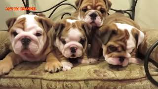 Cutest English BullDog Puppies Compilation 2020 | Dog lovers only | 2020 by Pet lovers 2 views 3 years ago 5 minutes, 58 seconds