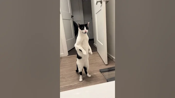 Video 8047691: bathtub cat, cat funny pets, bathtub water, curious kitty