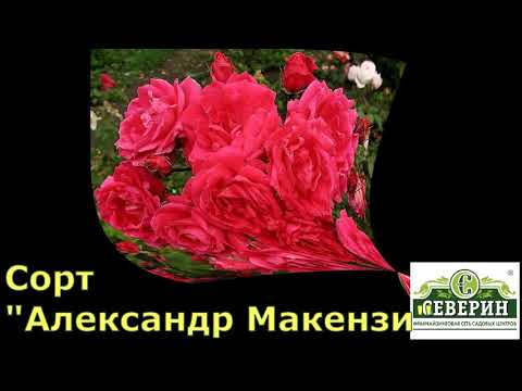 Канадские розы