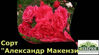 картинка: Канадские розы