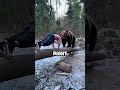 He Built an Ice Hut to Survive Winter… Then a Bear Appeared 🤯
