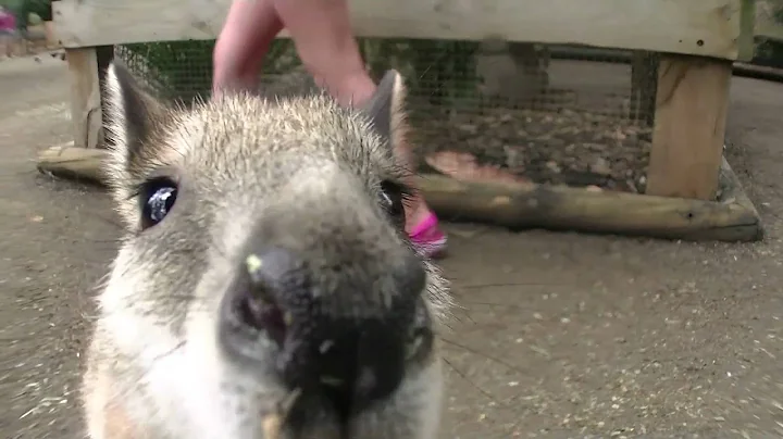 Baby kangaroo karla checks out camera - Knguru Karla erkundet die Kameralinse