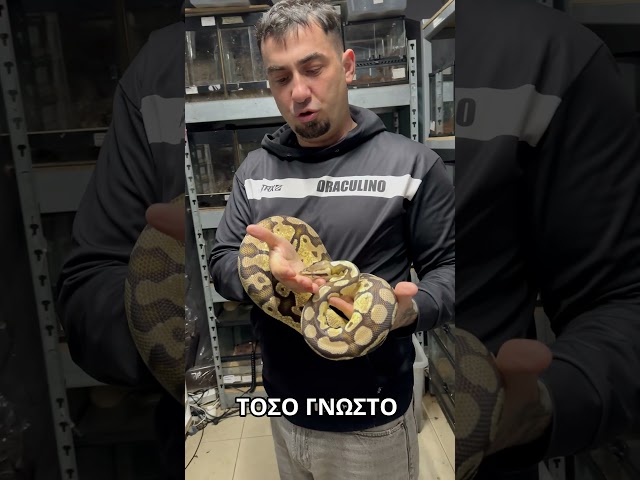 Ball python χαλαρότητα #fidicushomeopathy