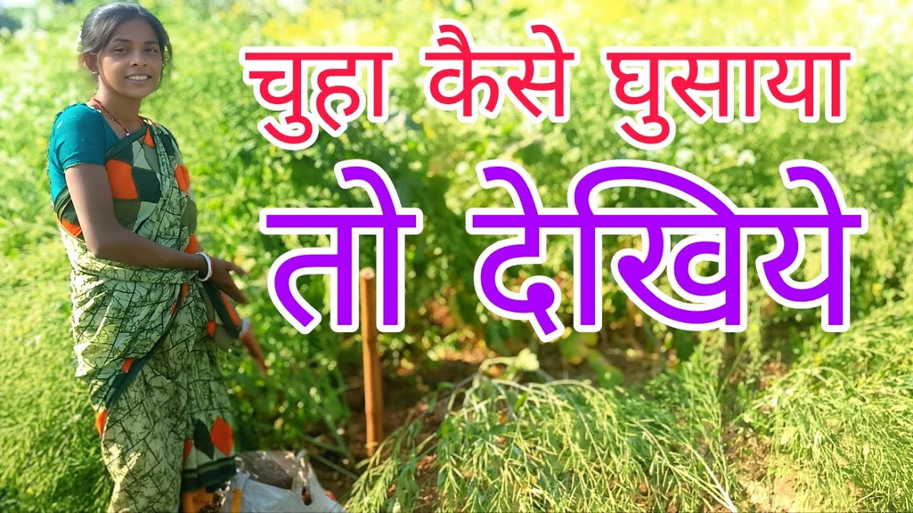 Chuha keyse ghusaya to dekhiye bs babu bijendra vlogs