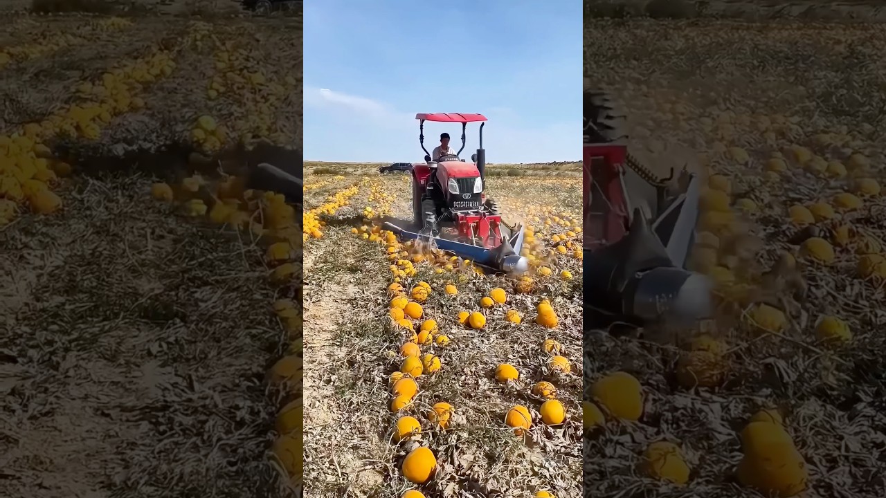 Pumpkin seed harvesting machine: Quality tools and machinery enhance work efficiency