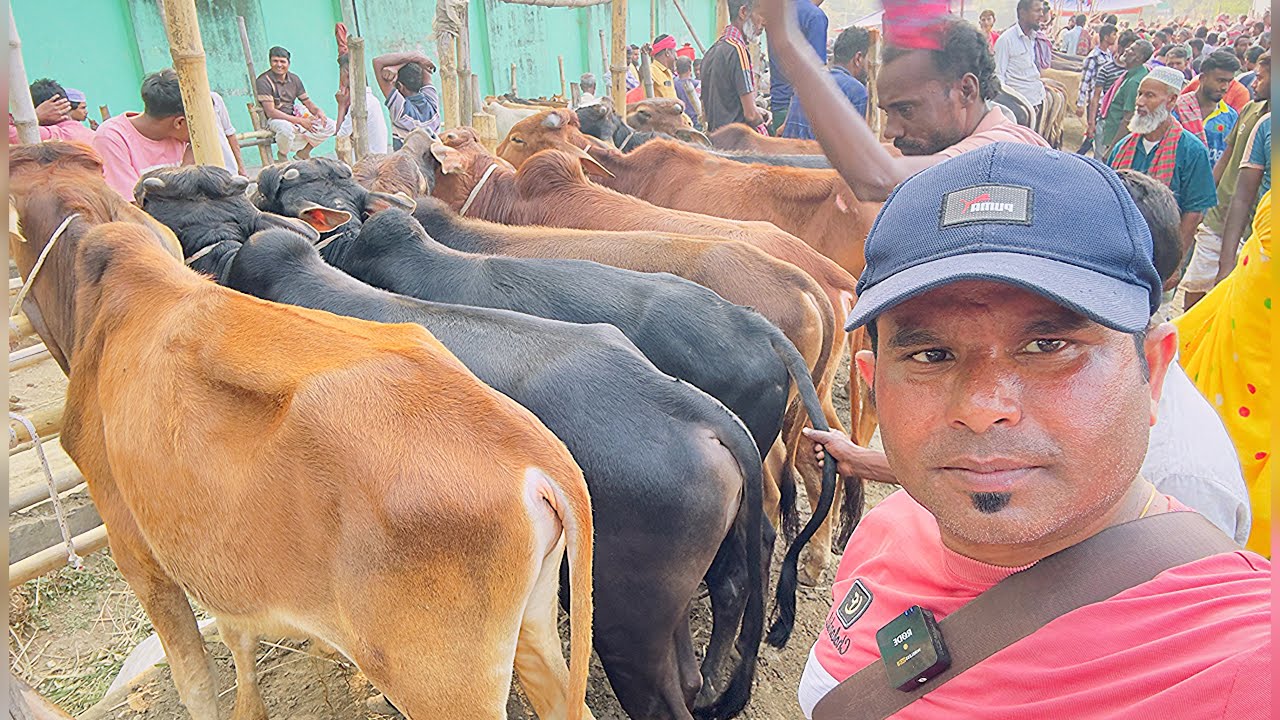 🔥 বোয়ালিয়া হাটে ২০২৬ কোরবানির সেরা ষাঁড়! অবিশ্বাস্য কম দামে খামার উপযোগী গরু 😲কৃষকের কৃষি চিত্র।