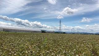 令和2年福井越前夏の新そばの収穫作業状況～福井県福井市山室町～