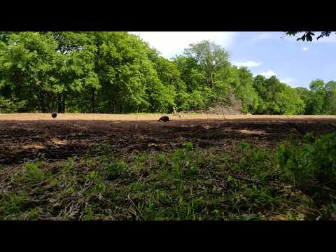 Coyote attacking Turkey