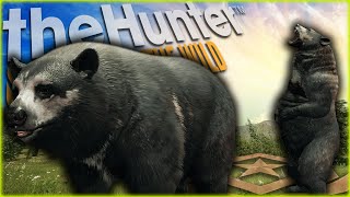 We Hunted 2 Great One Black Bear In 3 Days! Call of the wild