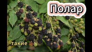 картинка: Как добиться сладкого урожая ежевики и избежать вымерзания ☀️🍇