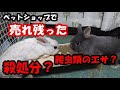 ペットショップで売れ残ったうさぎの末路…