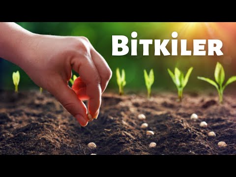 Yaşamın Ana Kaynağı Bitkiler | Bilim | Tarih | Uzay | Belgesel