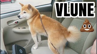 DOYLE HATES ME | VLUNE DAY 29