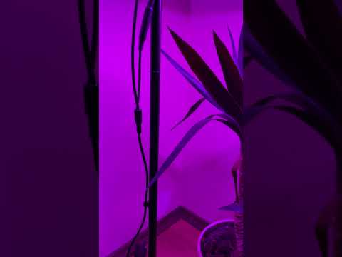 2х рівнева металева підлогова фітолампа для квітів та домашніх рослин   BI-2 Bicolor, чорна, видео 1