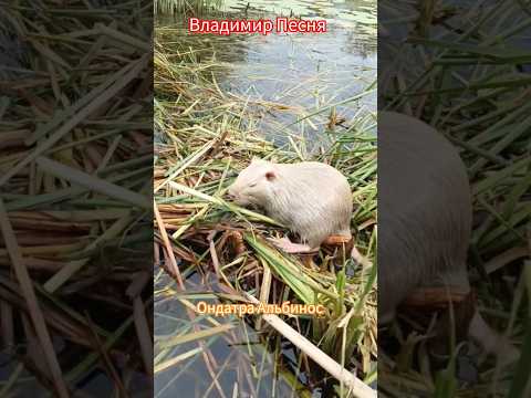 Владимир Песня / Два Берега #short #shorts #владимирпесня