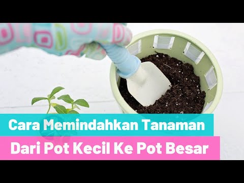 Video: Panduan Transplantasi Schefflera dalam Pot – Tips Untuk Menanam Kembali Tanaman Schefflera