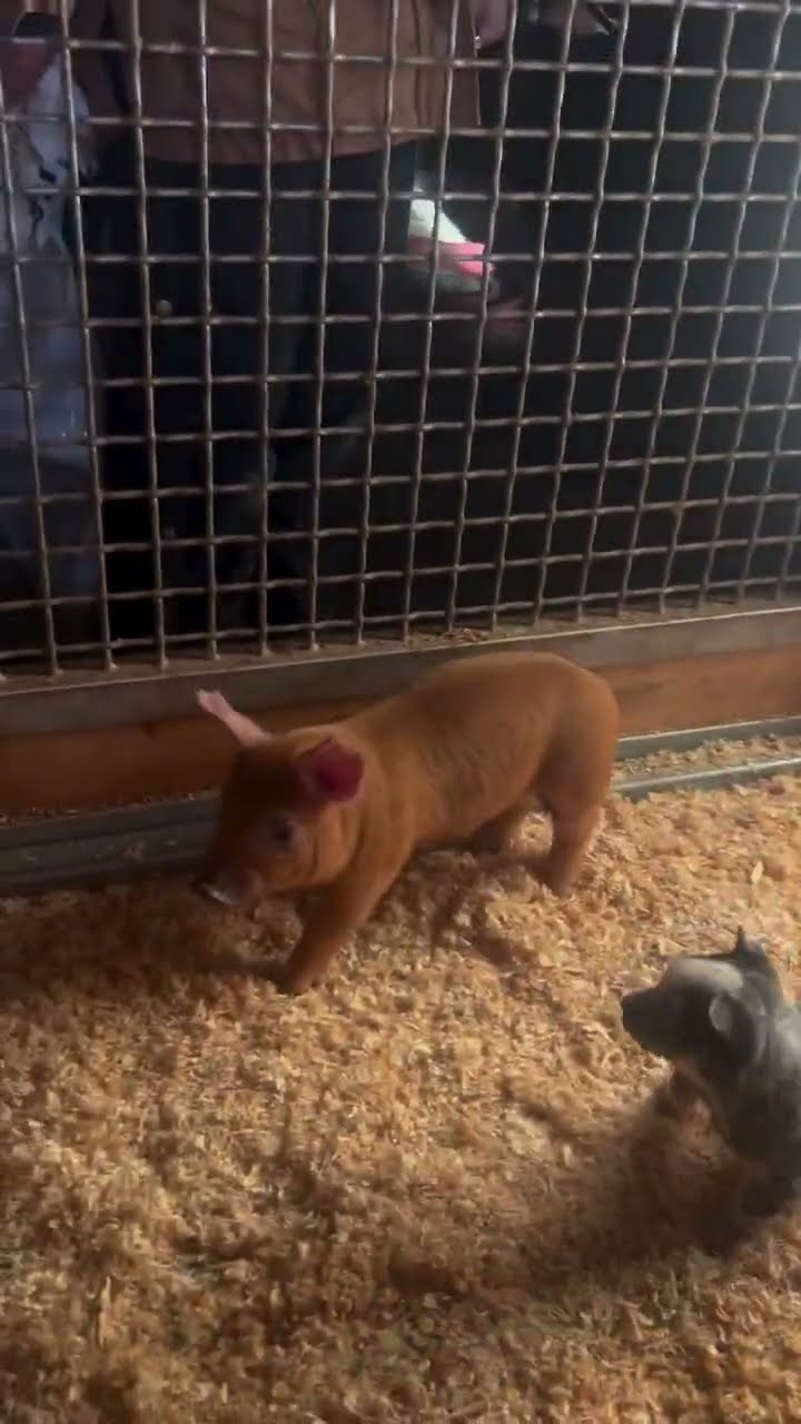 Herding Puppy's First Day on the Job || ViralHog