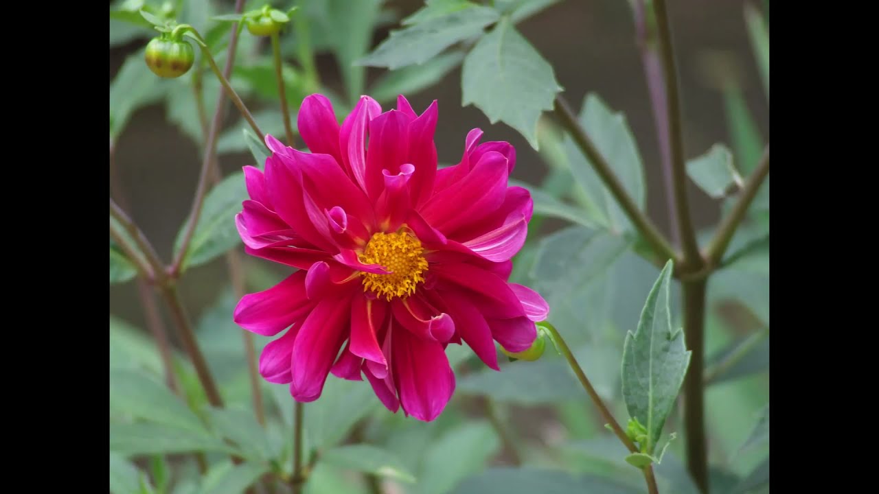 What do Dahlias Look Like? YouTube