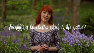 How to Identify a Native Bluebell