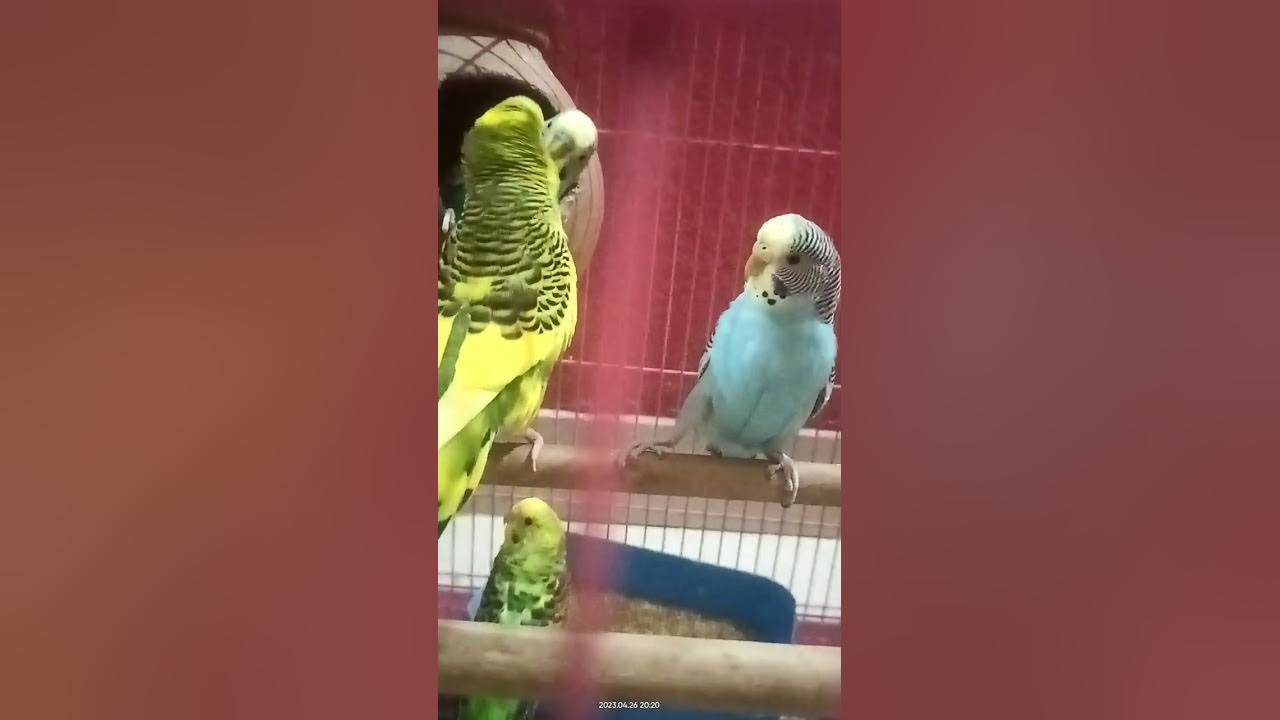 Male and female budgie fighting with other bird🦜🦜They do not want