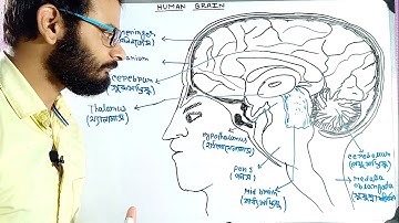 Human Brain in Bengali | Everything about human brain in Bengali | Central nervous system in Bengali