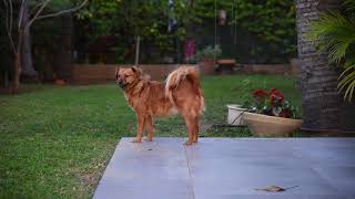 NEW Top 10 Cute and Funny Dog HQ Videos - 360 Pets Network