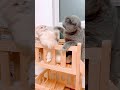 duniahiburan #videolucu #random #seru #unik #asyik #funny #memes #lucuindonesia #kontenviral