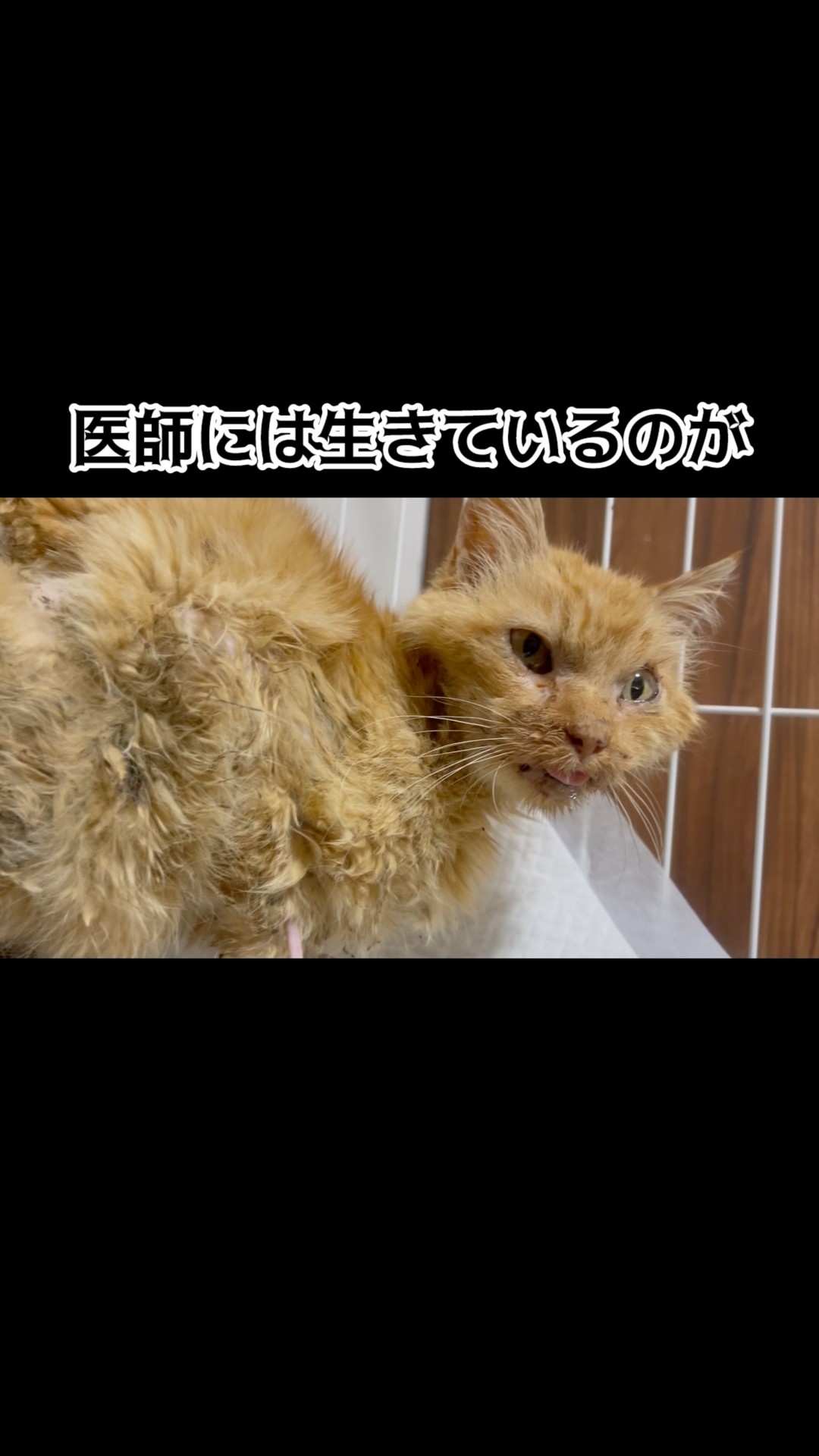 猫田さん - YouTube