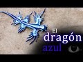 Animales raros: El "Dragón azul" o Glaucus Atlanticus.
