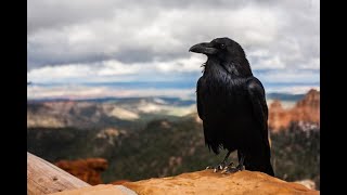 Crows Can Hold Grudges for Up to 17 Years Crows Can Recognize Human Faces And Hold Grudges