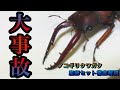 【交通事故】初心者必見！！ノコギリクワガタの簡単な増やし方　Ryu's Tree#72【産卵セット解説】【アスタコイデスノコギリクワガタ】