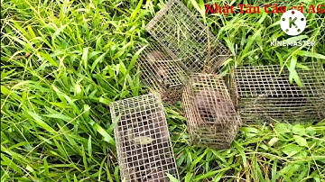 Bẫy chuột cống nhum tiếp tục trúng mánh.